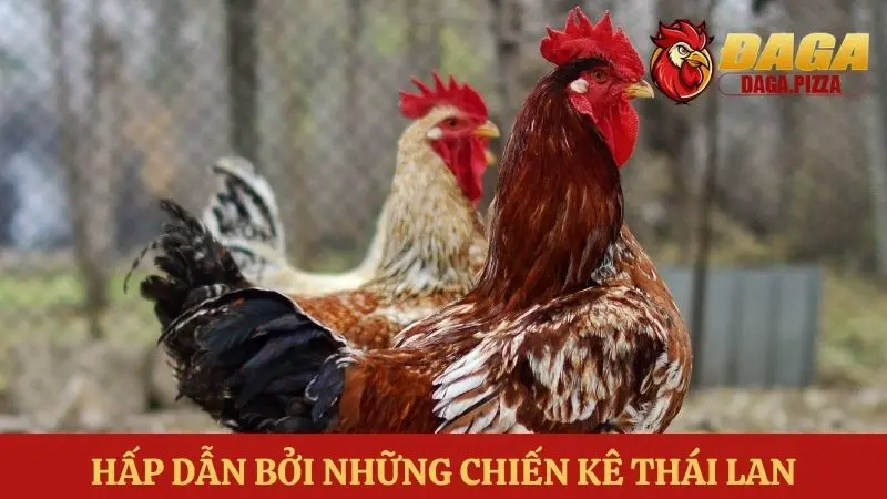 Đá gà Thái Lan: Sự khác biệt và hấp dẫn về chiến kê