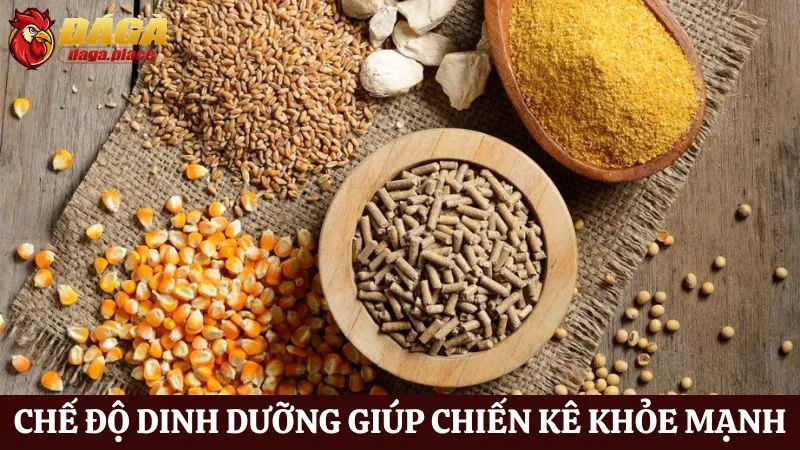 Cách chăm sóc chiến kê đá gà qua chế độ dinh dưỡng 