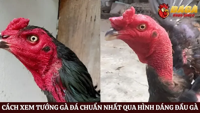 Cách xem tướng gà đá chuẩn nhất qua hình dáng đầu