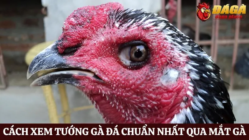 Cách xem tướng gà đá chuẩn nhất qua mắt