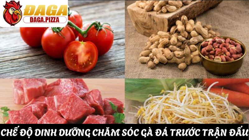 Chăm sóc sức khỏe cho gà đá trước trận đấu về dinh dưỡng 