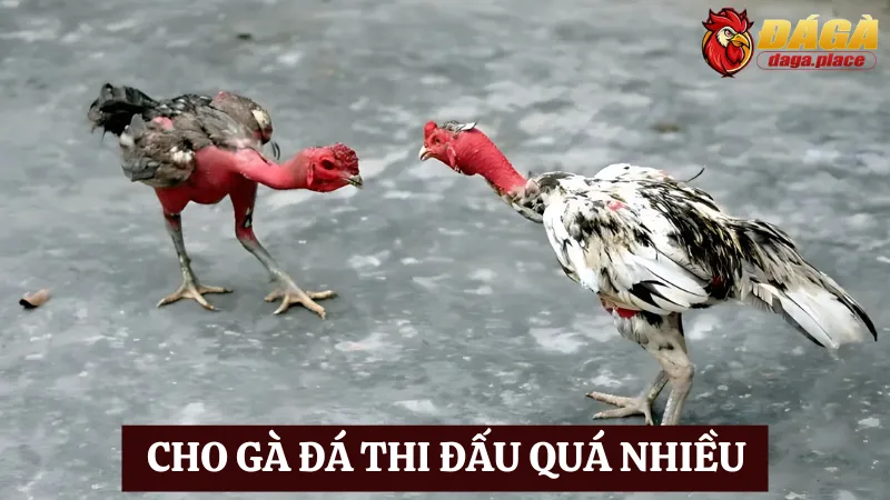 Một trong những sai lầm thường gặp khi nuôi gà đá là Cho gà thi đấu quá nhiều