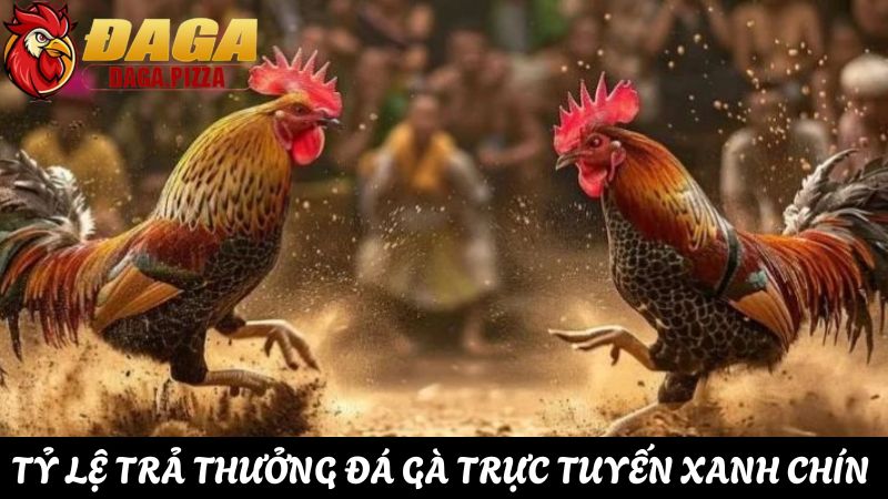sự phát triển của đá gà trực tuyến hiện nay