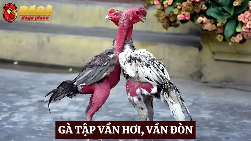 Cách chăm sóc chiến kê đá gà