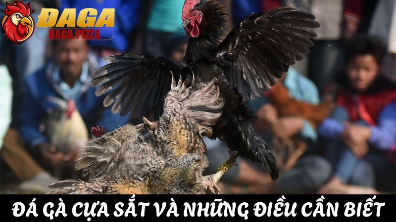 Đá gà cựa sắt và những điều cần biết 