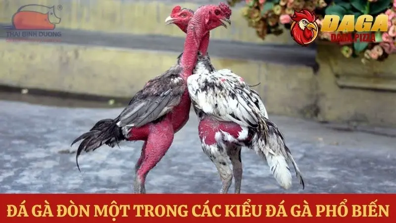 Các kiểu đá gà phổ biến - Đá gà đòn