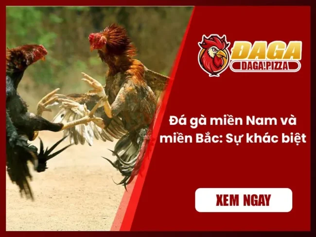 Đá gà miền Nam và miền Bắc: Sự khác biệt