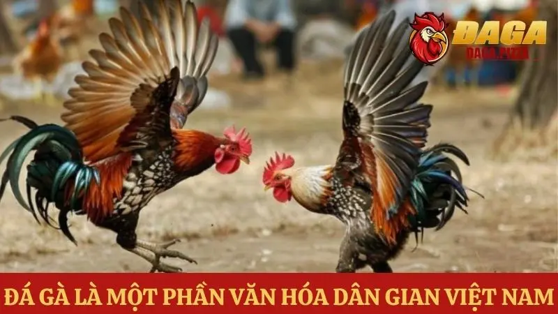 Đá gà – môn thể thao truyền thống của người Việt