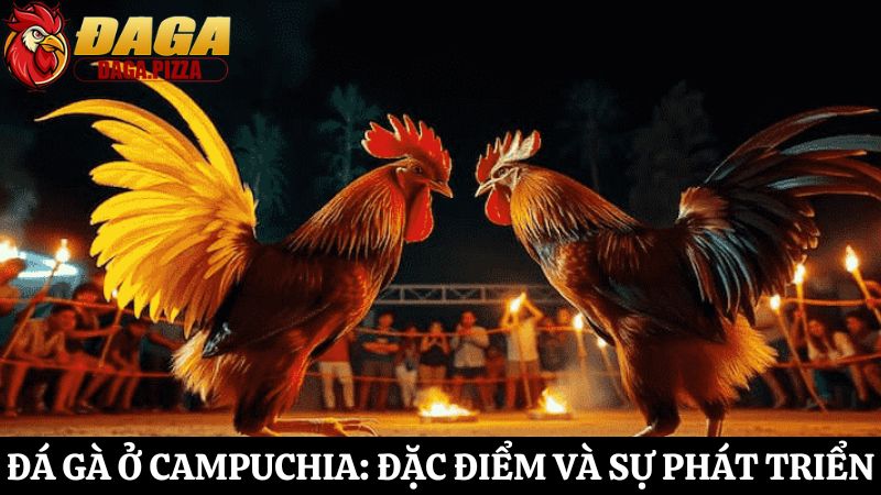 Đá gà ở Campuchia: Đặc điểm và sự phát triển mạnh mẽ