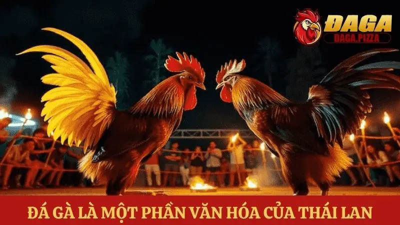 Đá gà Thái Lan: Sự khác biệt và hấp dẫn về văn hóa dân gian của đất nước