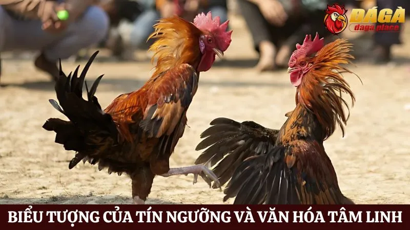 Đá gà và văn hóa dân gian Việt Nam - Biểu tượng của tín ngưỡng