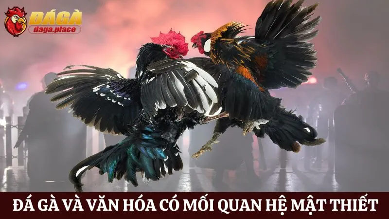 mối liên kết giữa Đá gà và văn hóa dân gian Việt Nam