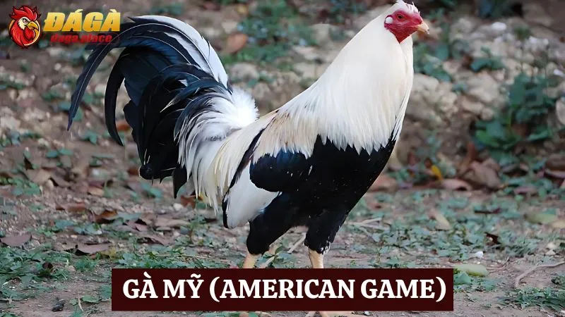 các loại gà đá nổi tiếng ở Việt Nam - Gà Mỹ