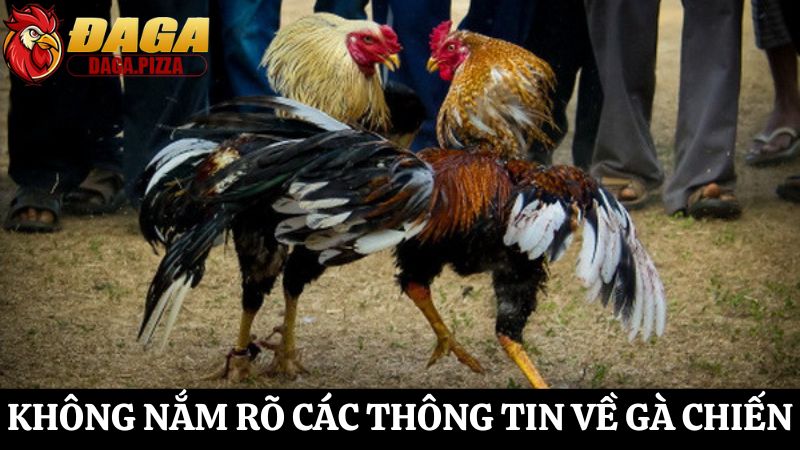 tổng hợp Những điều cần tránh khi tham gia cá cược đá gà