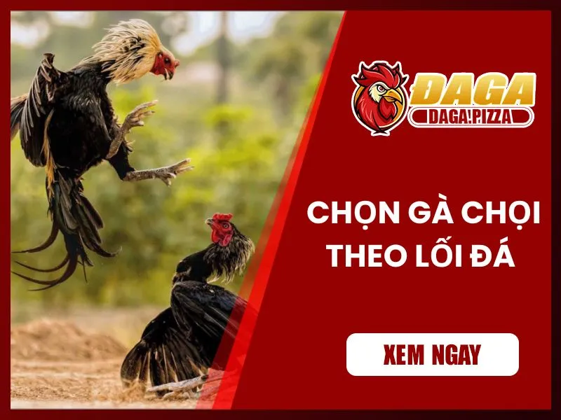 Kinh nghiệm chọn gà đá hay qua lối đá 