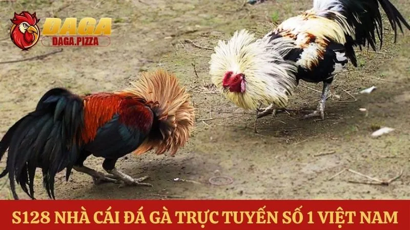 Các trang web đá gà uy tín - S128