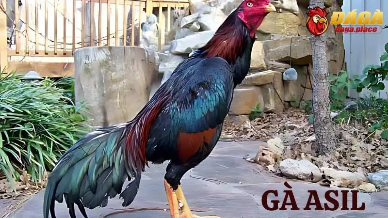 các loại gà đá nổi tiếng ở Việt Nam - gà Asil