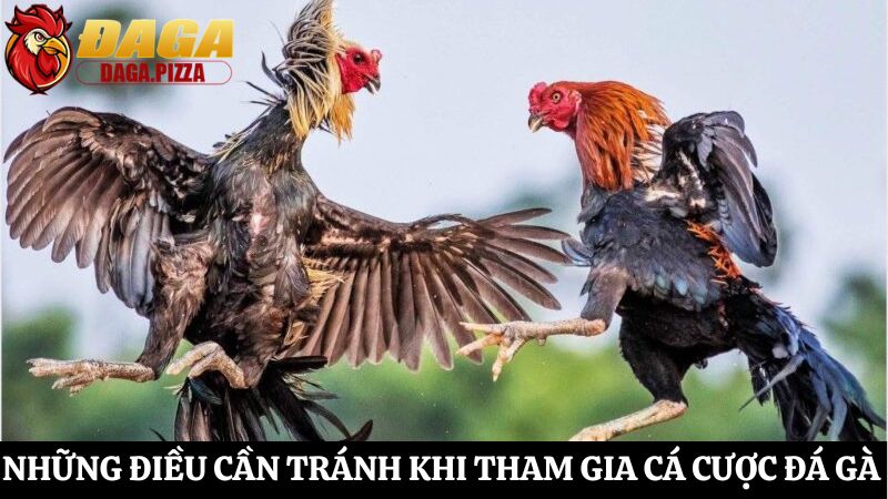 Những điều cần tránh khi tham gia cá cược đá gà