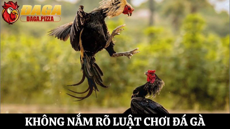 tìm hiểu Những điều cần tránh khi tham gia cá cược đá gà