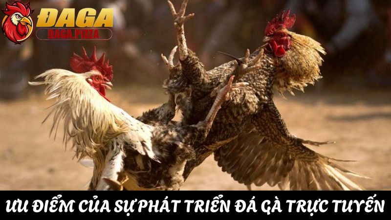 ưu điểm sự phát triển của đá gà trực tuyến
