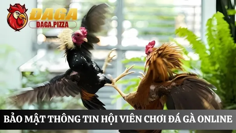 Tham gia cá cược Đá gà online: Nơi cá cược an toàn