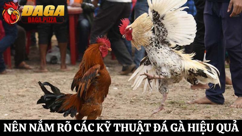 Các kỹ thuật đá gà hiệu quả