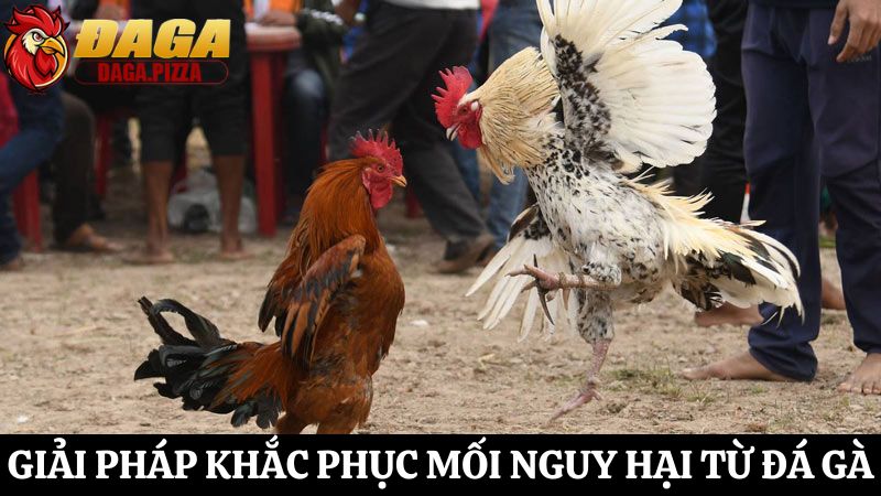 Tìm hiểu về cĐá gà – Mối nguy hại và giải pháp
