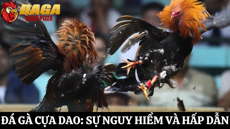 Tìm hiểu Đá gà cựa dao: Sự nguy hiểm và hấp dẫn