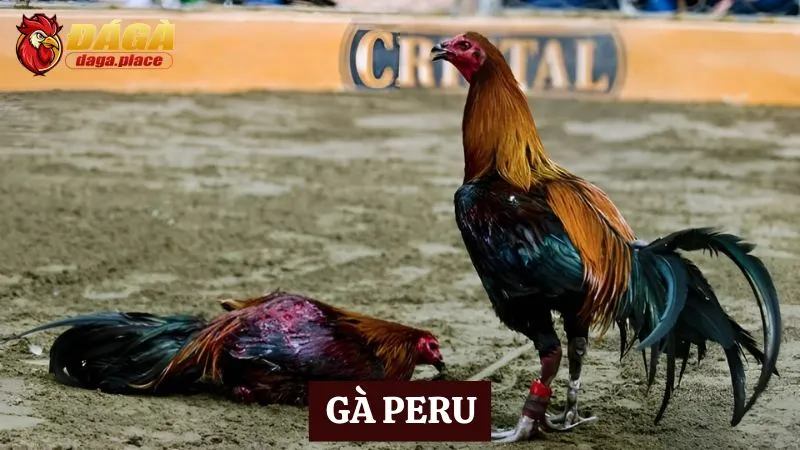 các loại gà đá nổi tiếng ở Việt Nam - gà Peru
