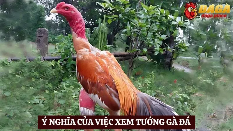 Cách xem tướng gà đá chuẩn nhất